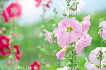 梅雨葵 の画像素材 花 植物の写真素材ならイメージナビ