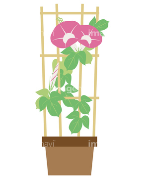 アサガオ 葉っぱ ピンク色 の画像素材 葉 花 植物の写真素材ならイメージナビ