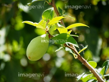 花梨の木 の画像素材 樹木 花 植物の写真素材ならイメージナビ