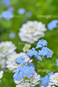 イベリス センペルヴィレンス の画像素材 趣味 遊び ライフスタイルの写真素材ならイメージナビ