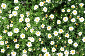 マーガレット 花畑 かわいい の画像素材 花 植物の写真素材ならイメージナビ