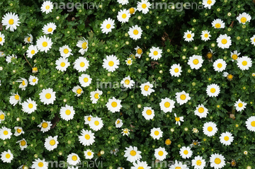 マーガレット 花畑 かわいい 春 の画像素材 葉 花 植物の写真素材ならイメージナビ