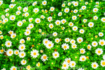 マーガレット 花畑 かわいい 春 の画像素材 葉 花 植物の写真素材ならイメージナビ