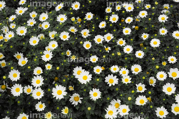 マーガレット 花畑 かわいい の画像素材 花 植物の写真素材ならイメージナビ