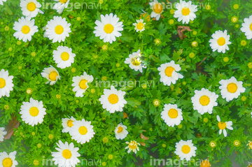 マーガレット 花畑 かわいい 春 の画像素材 葉 花 植物の写真素材ならイメージナビ