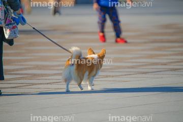 犬 後ろ姿 ウェルシュコーギー の画像素材 ペット 生き物の写真素材ならイメージナビ