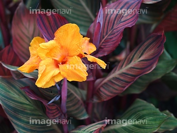 かんな 花 の画像素材 その他植物 花 植物の写真素材ならイメージナビ