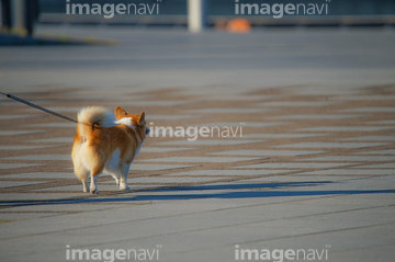 犬 小型犬 子犬 ウェルシュコーギー 後ろ向き の画像素材 正月 行事 祝い事の写真素材ならイメージナビ