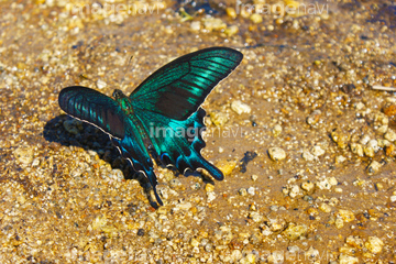 アゲハ蝶 綺麗 青色 の画像素材 虫 昆虫 生き物の写真素材ならイメージナビ