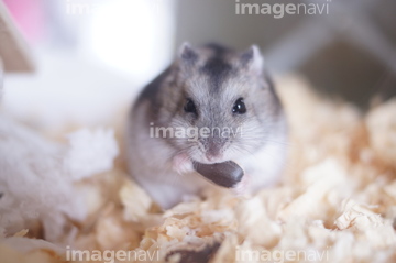 ハムスター かわいい 白色 の画像素材 ペット 生き物の写真素材ならイメージナビ