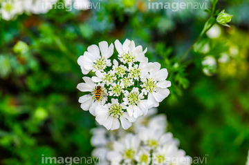 ホワイトレースフラワー の画像素材 趣味 遊び ライフスタイルの写真素材ならイメージナビ