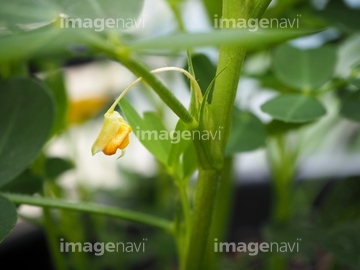 落花生の花が落下を始めました の画像素材 写真素材ならイメージナビ