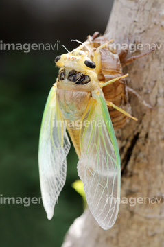 セミの幼虫 の画像素材 虫 昆虫 生き物の写真素材ならイメージナビ