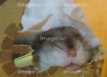 ゴールデンハムスター かわいい の画像素材 ペット 生き物の写真素材ならイメージナビ