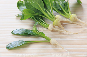 うぐいす菜