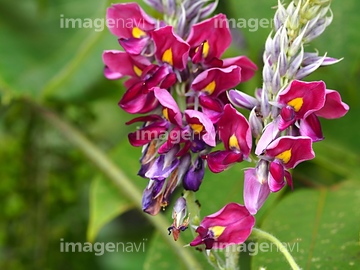 葛花 の画像素材 葉 花 植物の写真素材ならイメージナビ