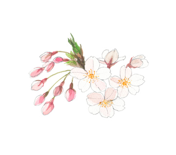 春のイラスト お花見 和風 イラスト の画像素材 季節 イベント イラスト Cgのイラスト素材ならイメージナビ