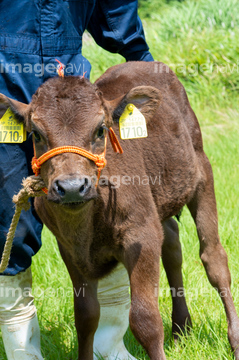 仔牛 かわいい の画像素材 家畜 生き物の写真素材ならイメージナビ