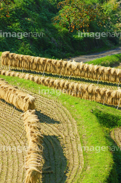 はざ掛け の画像素材 森林 自然 風景の写真素材ならイメージナビ