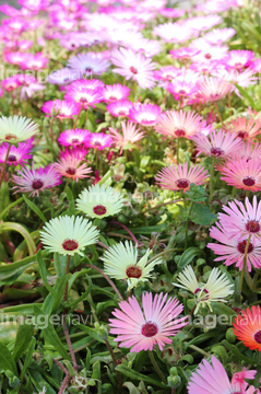 ピンクと白のマツバギクの花畑 の画像素材 写真素材ならイメージナビ