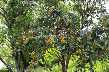 ビワの木 の画像素材 写真素材ならイメージナビ ビワの木 の画像素材 写真素材ならイメージナビ