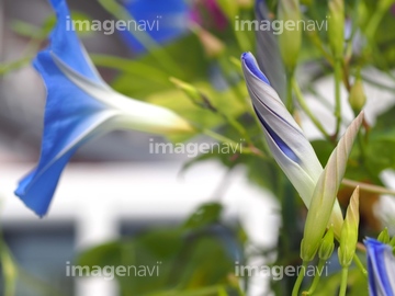 アサガオ つぼみ の画像素材 花 植物の写真素材ならイメージナビ