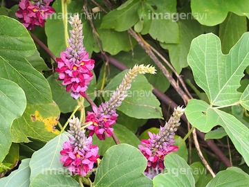 葛花 の画像素材 葉 花 植物の写真素材ならイメージナビ