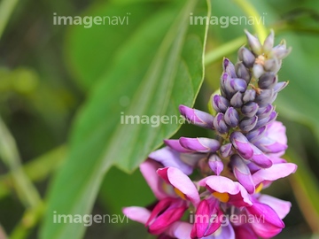 葛花 の画像素材 葉 花 植物の写真素材ならイメージナビ