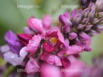 葛花 の画像素材 葉 花 植物の写真素材ならイメージナビ