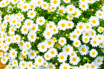 マーガレット 花畑 かわいい ハーブ の画像素材 葉 花 植物の写真素材ならイメージナビ