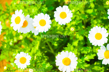 マーガレット 花畑 かわいい ハーブ の画像素材 花 植物の写真素材ならイメージナビ