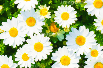 マーガレット 花畑 かわいい ハーブ の画像素材 葉 花 植物の写真素材ならイメージナビ