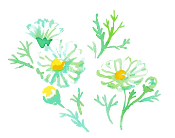 マーガレット 花畑 の画像素材 花 植物の写真素材ならイメージナビ