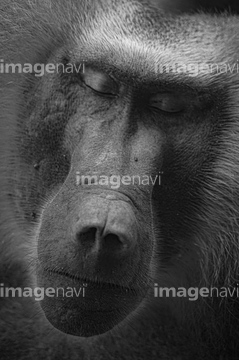 ヒヒ の画像素材 陸の動物 生き物の写真素材ならイメージナビ