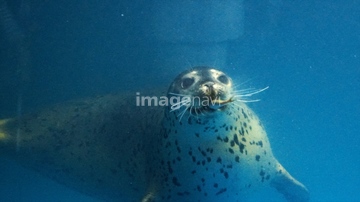 ゴマフアザラシ の画像素材 海の動物 生き物の写真素材ならイメージナビ