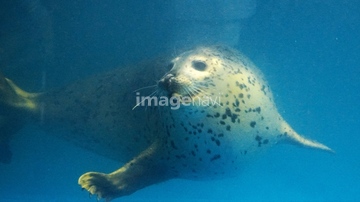 ゴマフアザラシ の画像素材 海の動物 生き物の写真素材ならイメージナビ