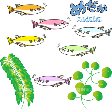 水族館 イラスト すいすい の画像素材 生き物 イラスト Cgのイラスト素材ならイメージナビ