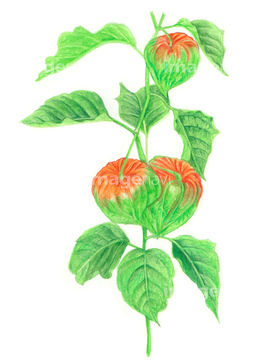 鬼灯 葉 緑色 の画像素材 その他植物 花 植物の写真素材ならイメージナビ