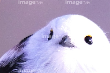 北海道の鳥 の画像素材 森林 自然 風景の写真素材ならイメージナビ