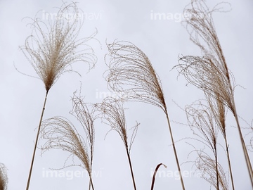 枯れススキ の画像素材 大地 自然 風景の写真素材ならイメージナビ