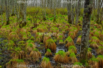 谷地坊主 の画像素材 川 湖沼 自然 風景の写真素材ならイメージナビ