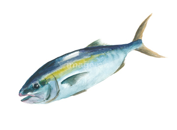 魚 出世魚 ロイヤリティフリー イラスト の画像素材 生き物 イラスト Cgのイラスト素材ならイメージナビ