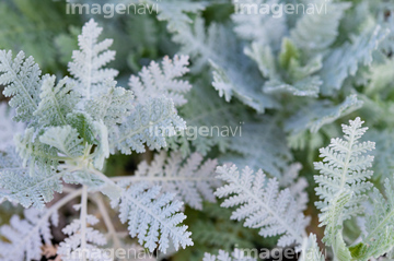 白い葉 の画像素材 その他植物 花 植物の写真素材ならイメージナビ