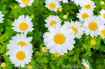 白い花びら の画像素材 趣味 遊び ライフスタイルの写真素材ならイメージナビ