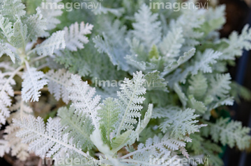 白い葉 の画像素材 その他植物 花 植物の写真素材ならイメージナビ