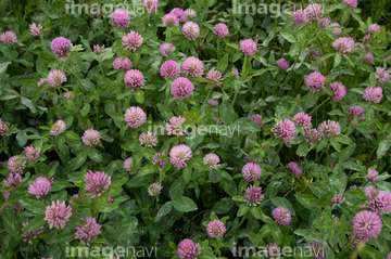 紫詰草 シロツメクサ の画像素材 葉 花 植物の写真素材ならイメージナビ