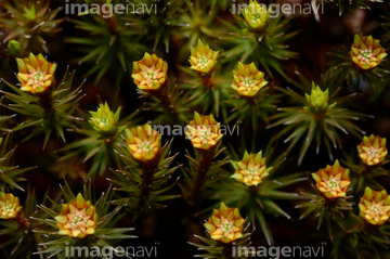 スギゴケ の画像素材 その他植物 花 植物の写真素材ならイメージナビ