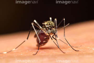 蚊 の画像素材 生き物 イラスト Cgの写真素材ならイメージナビ
