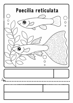 熱帯魚 イラスト 線 の画像素材 生き物 イラスト Cgのイラスト素材ならイメージナビ