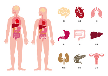 ボディ 女性 体内 ロイヤリティフリー の画像素材 イラスト Cgの写真素材ならイメージナビ
